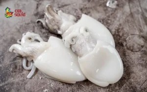 Mực Bầu Là Gì? Cách Nhận Biết, Sơ Chế Và Chế Biến Ngon Từ A Đến Z