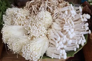 Nấm Kim Châm Để Tủ Lạnh Được Bao Lâu: Bí Quyết Giữ Giòn Tươi Ngọn