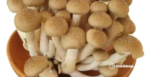 Đánh Giá Toàn Diện Nấm Linh Chi Nâu Tươi: Hương Vị, Bảo Quản Và Ứng Dụng Tối Ưu