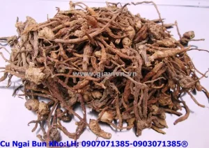 Ngải Bún Là Củ Riềng