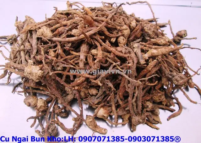 Ngải Bún Là Củ Riềng