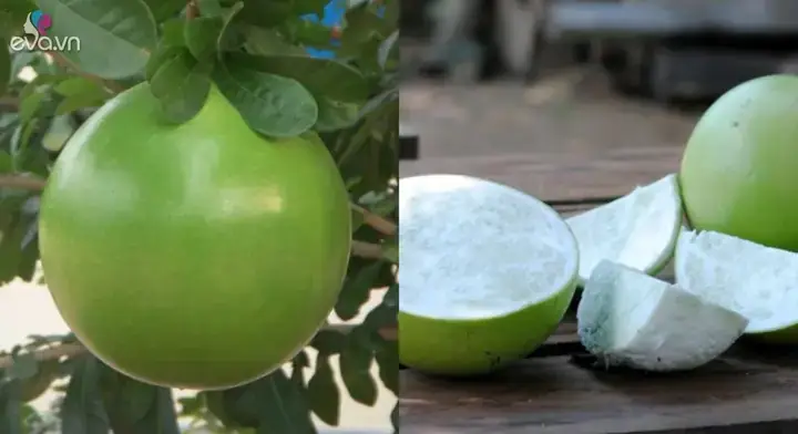 So Sánh Quả Bòng Và Quả Bưởi: Đâu Là Lựa Chọn Tối Ưu Cho Bạn?