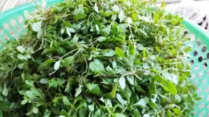 Rau Đắng Đất Làm Gì Ngon