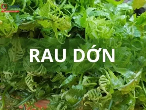 Rau Dớn Và Dương Xỉ: So Sánh Chi Tiết Để Phân Biệt Và Sử Dụng Đúng