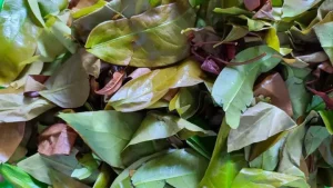 Rau Nhíp Rừng Nấu Món Gì