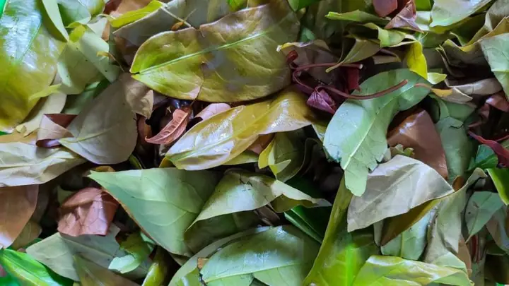 Rau Nhíp Rừng Nấu Món Gì