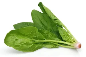 Rau Spinach Là Rau Gì? Tổng Tập Mọi Thông Tin Về Rau Bina