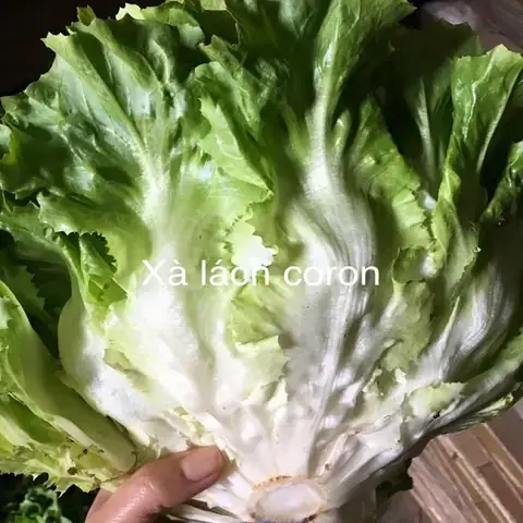 Rau Xà Lách Giòn Đà Lạt: Bí Quyết Chọn Mua, Bảo Quản & Nấu Ăn Chuẩn Vị