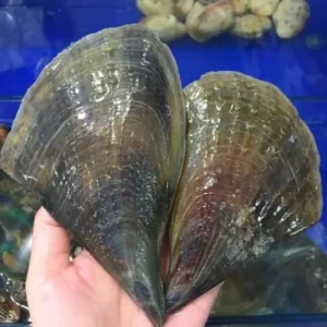 Sò Mai Tiếng Anh Là Gì? Tổng Tất Tần Tật Về Loại Hải Sản Này
