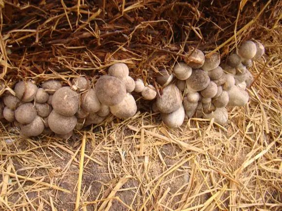 Tác Dụng Của Nấm Trứng Gà