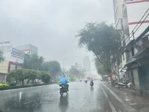 Trà Sâm Thốt Nốt Mua Ở Đâu